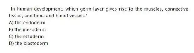 In human development, which germ layer gives rise to the muscles, connective tissue, and bone and blood vessels?
A) the endoderm
B) the mesoderm
C) the ectoderm
D) the blastoderm