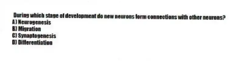 During which stage of development do new neurons form connections with other neurons?
A) Neurogenesis
B) Migration
C) Synaptogenesis
D) Differentiation