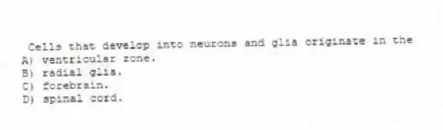 Cells that develop into neurons and glia originate in the
A) ventricular zone.
B) radial glia.
C) forebrain.
D) spinal cord.