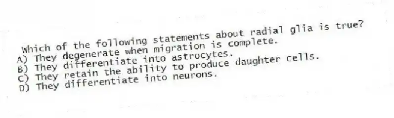 Which of the following statements about radial glia is true?
A) They degenerate when migration is complete.
B) They differentiate into astrocytes.
C) They retain the ability to produce daughter cells.
D) They differentiate into neurons.