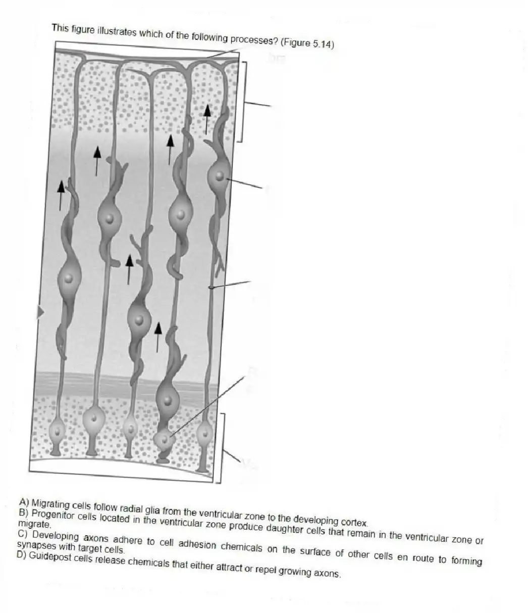 This figure illustrates which of the following processes? (Figure 5.14)
A) Migrating cells follow radial glia from the ventricular zone to the developing cortex.
B) Progenitor cells located in the ventricular zone produce daughter cells that remain in the ventricular zone or migrate.
C) Developing axons adhere to cell adhesion chemicals on the surface of other cells en route to forming synapses with target cells.
D) Guidepost cells release chemicals that either attract or repel growing axons.