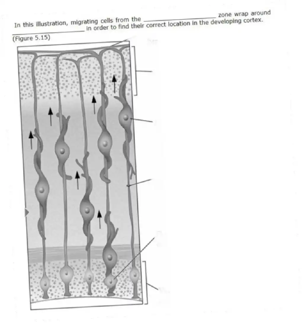 In this illustration, migrating cells from the ____________________ zone wrap around ____________________ in order to find their correct location in the developing cortex.
(Figure 5.15)