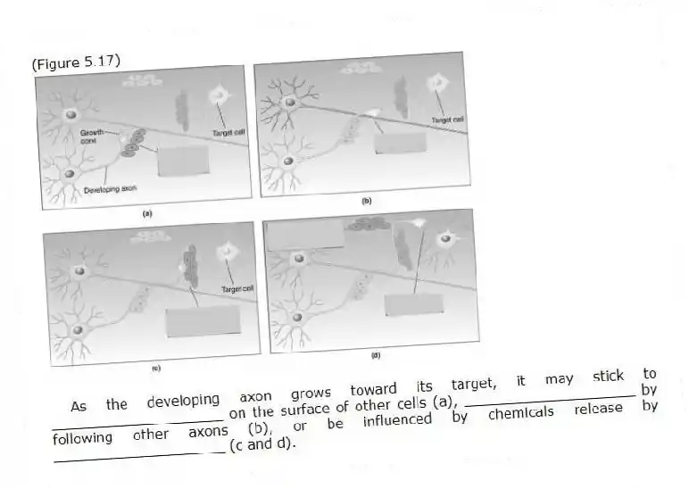 (Figure 5.17)
- As the developing axon grows toward its target, it may stick to ____________________ on the surface of other cells (a), ____________________ by following other axons (b), or be influenced by chemicals release by ____________________ (c and d).