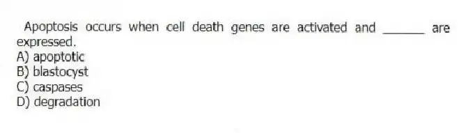 Apoptosis occurs when cell death genes are activated and ______ are expressed.
A) apoptotic
B) blastocyst
C) caspases
D) degradation
