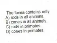 The fovea contains only
A) rods in all animals.
B) cones in all animals.
C) rods in primates.
D) cones in primates.
