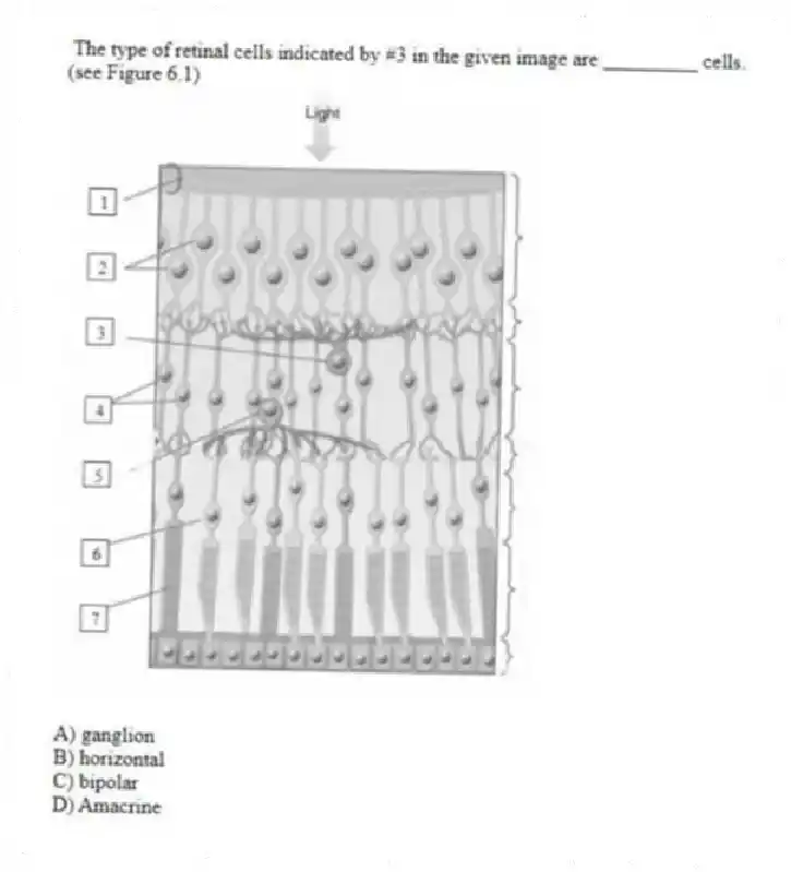 The type of retinal cells indicated by #3 in the given image are _________ cells.
(see Figure 6.1)
A) ganglion
B) horizontal
C) bipolar
D) Amacrine