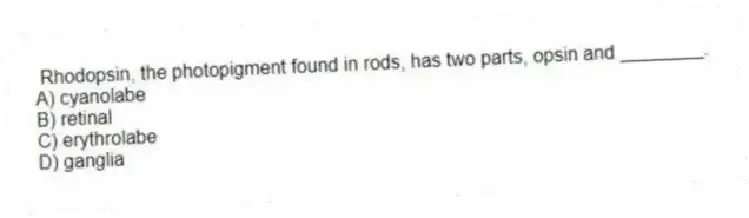 Rhodopsin, the photopigment found in rods, has two parts, opsin and ________.
A) cyanolabe
B) retinal
C) erythrolabe
D) ganglia