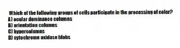 Which of the following groups of cells participate in the processing of color?
A) ocular dominance columns
B) orientation columns
C) hypercolumns
D) cytochrome oxidase blobs