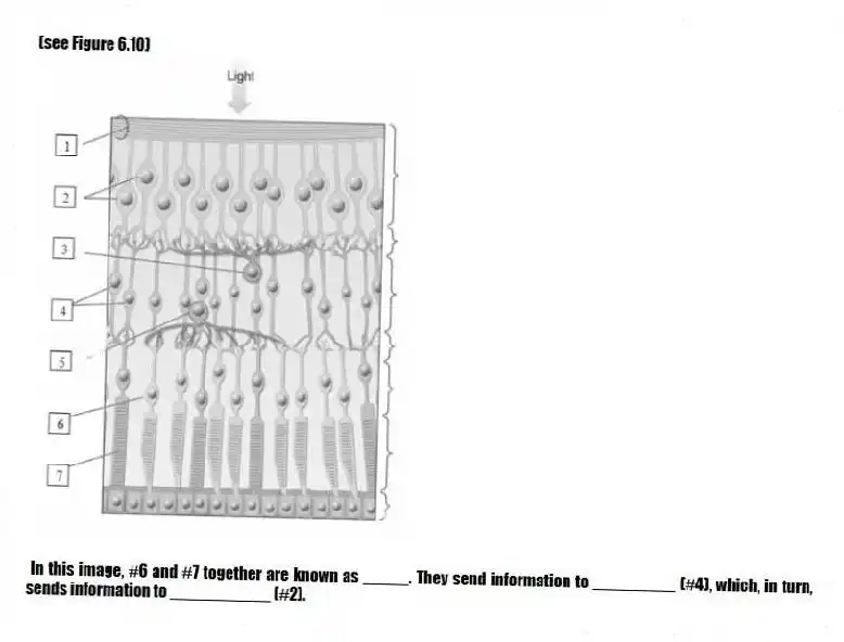 (see Figure 6.10)
- In this image, #6 and #7 together are known as _____. They send information to _________ (#4), which, in turn, sends information to ___________ (#2).