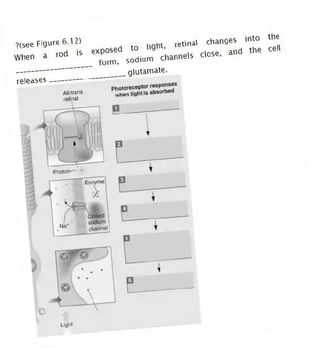 ?(see Figure 6.12)
When a rod is exposed to light, retinal changes into the ____________________ form, sodium channels close, and the cell releases ____________________ glutamate.