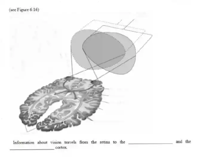 (see Figure 6.16)
- Information about vision travels from the retina to the ____________________ and the ____________________ cortex.