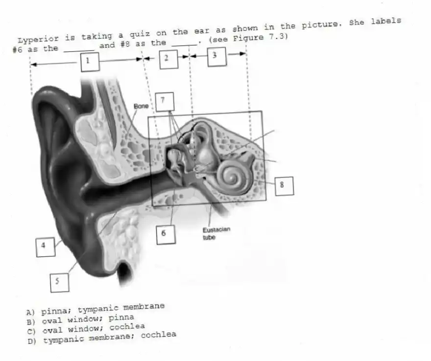 Lyperior is taking a quiz on the ear as shown in the picture. She labels #6 as the ______ and #8 as the _____. (see Figure 7.3)
A) pinna; tympanic membrane
B) oval window; pinna
C) oval window; cochlea
D) tympanic membrane; cochlea