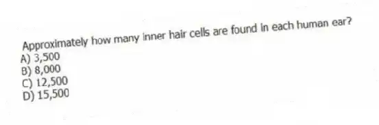Approximately how many inner hair cells are found in each human ear?
A) 3,500
B) 8,000
C) 12,500
D) 15,500