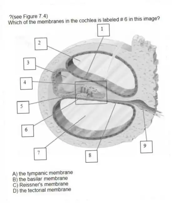 ?(see Figure 7.4)
Which of the membranes in the cochlea is labeled # 6 in this image?
A) the tympanic membrane
B) the basilar membrane
C) Reissner's membrane
D) the tectorial membrane