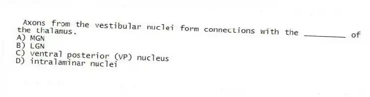 Axons from the vestibular nuclei form connections with the _________ of the thalamus.
A) MGN
B) LGN
C) ventral posterior (VP) nucleus
D) intralaminar nuclei
