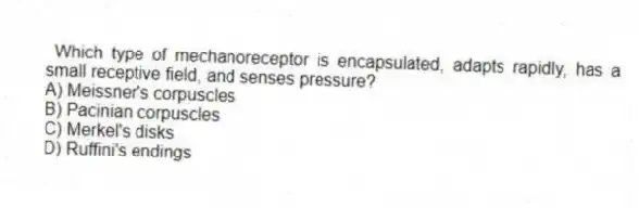 Which type of mechanoreceptor is encapsulated, adapts rapidly, has a small receptive field, and senses pressure?
A) Meissner's corpuscles
B) Pacinian corpuscles
C) Merkel's disks
D) Ruffini's endings