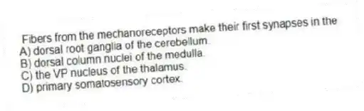 Fibers from the mechanoreceptors make their first synapses in the
A) dorsal root ganglia of the cerebellum.
B) dorsal column nuclei of the medulla.
C) the VP nucleus of the thalamus.
D) primary somatosensory cortex.