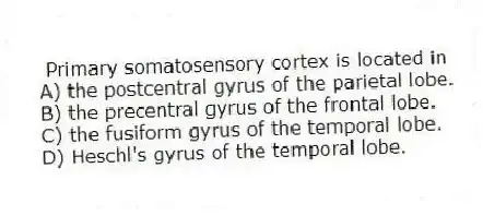 Primary somatosensory cortex is located in
A) the postcentral gyrus of the parietal lobe.
B) the precentral gyrus of the frontal lobe.
C) the fusiform gyrus of the temporal lobe.
D) Heschl's gyrus of the temporal lobe.