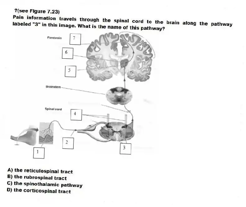 ?(see Figure 7.23)
Pain information travels through the spinal cord to the brain along the pathway labeled "3" in this image. What is the name of this pathway?
A) the reticulospinal tract
B) the rubrospinal tract
C) the spinothalamic pathway
D) the corticospinal tract