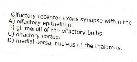 Olfactory receptor axons synapse within the
A) olfactory epithelium.
B) glomeruli of the olfactory bulbs.
C) olfactory cortex.
D) medial dorsal nucleus of the thalamus.