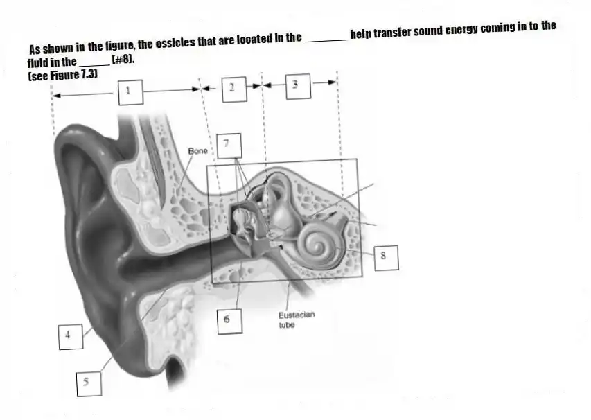 As shown in the figure, the ossicles that are located in the _______ help transfer sound energy coming in to the fluid in the _____ (#8).
(see Figure 7.3)