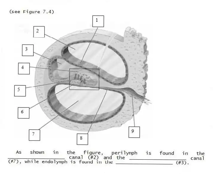 (see Figure 7.4)
- As shown in the figure, perilymph is found in the ____________________ canal (#2) and the ____________________ canal (#7), while endolymph is found in the ____________________ (#3).
