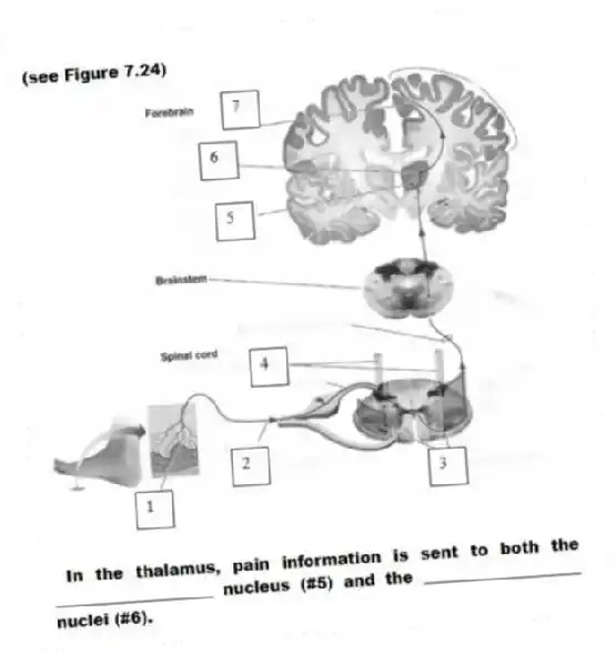 (see Figure 7.24)
- In the thalamus, pain information is sent to both the ____________________ nucleus (#5) and the ____________________ nuclei (#6).