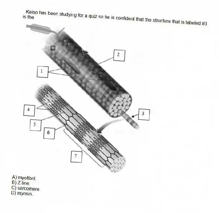   Keino has been studying for a quiz so he is confident that the structure that is labeled #3 is the

A) myofibril. 
B) Z line. 
C) sarcomere. 
D) myosin.
