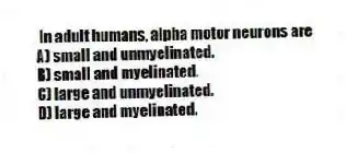 In adult humans, alpha motor neurons are
A) small and unmyelinated.
B) small and myelinated.
C) large and unmyelinated.
D) large and myelinated.