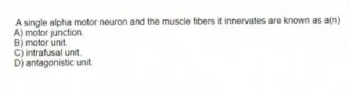 A single alpha motor neuron and the muscle fibers it innervates are known as a(n)
A) motor junction.
B) motor unit.
C) intrafusal unit.
D) antagonistic unit.