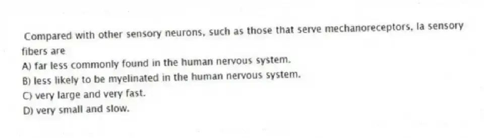 Compared with other sensory neurons, such as those that serve mechanoreceptors, Ia sensory fibers are
A) far less commonly found in the human nervous system.
B) less likely to be myelinated in the human nervous system.
C) very large and very fast.
D) very small and slow.
