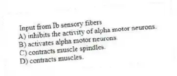 Input from Ib sensory fibers
A) inhibits the activity of alpha motor neurons.
B) activates alpha motor neurons.
C) contracts muscle spindles.
D) contracts muscles.