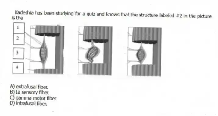 Kadeshia has been studying for a quiz and knows that the structure labeled #2 in the picture is the
A) extrafusal fiber.
B) Ia sensory fiber.
C) gamma motor fiber.
D) intrafusal fiber.