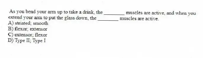 As you bend your arm up to take a drink, the ________ muscles are active, and when you extend your arm to put the glass down, the ________ muscles are active.
A) striated; smooth
B) flexor; extensor
C) extensor; flexor
D) Type II; Type I