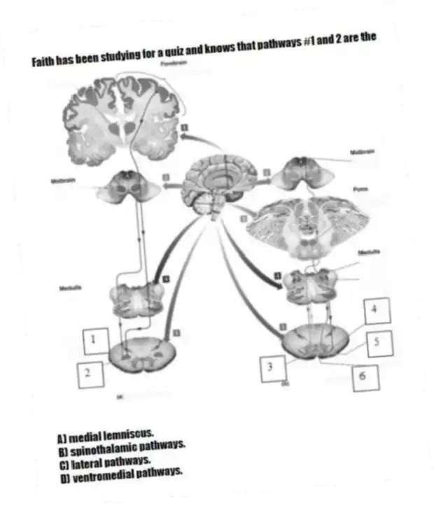 Faith has been studying for a quiz and knows that pathways #1 and 2 are the
A) medial lemniscus.
B) spinothalamic pathways.
C) lateral pathways.
D) ventromedial pathways.