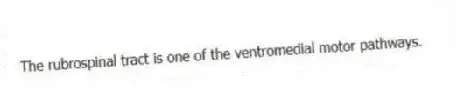 The rubrospinal tract is one of the ventromedial motor pathways.