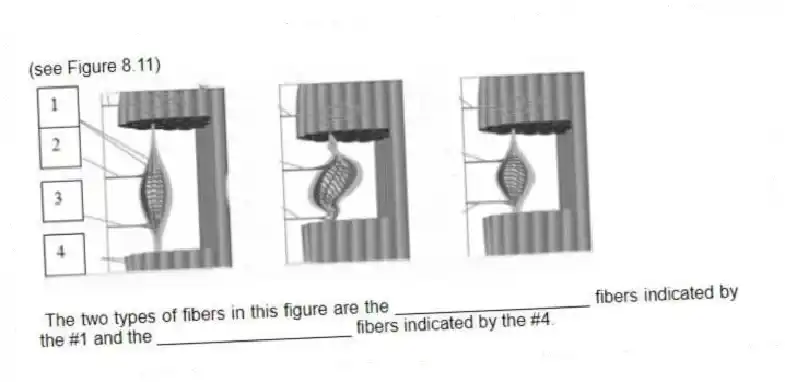 (see Figure 8.11)
- The two types of fibers in this figure are the ____________________ fibers indicated by the #1 and the ____________________ fibers indicated by the #4.