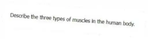 Describe the three types of muscles in the human body.