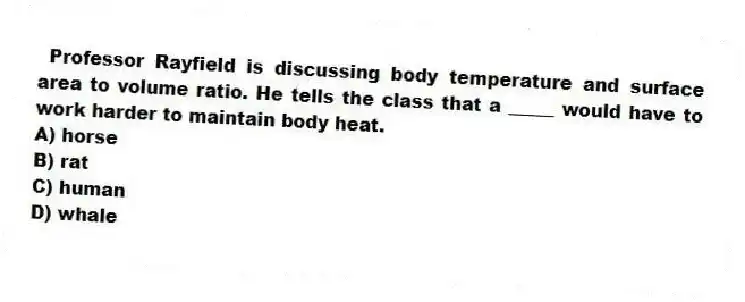 Professor Rayfield is discussing body temperature and surface area to volume ratio. He tells the class that a _____ would have to work harder to maintain body heat.
A) horse
B) rat
C) human
D) whale