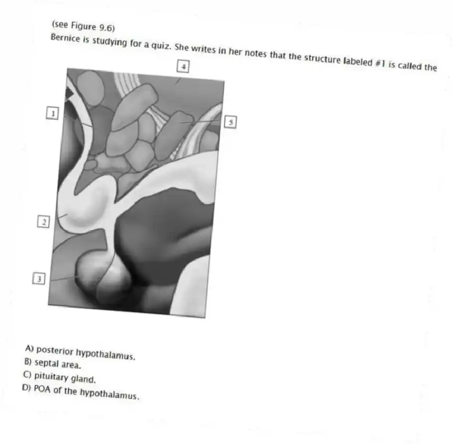(see Figure 9.6)
Bernice is studying for a quiz. She writes in her notes that the structure labeled #1 is called the
A) posterior hypothalamus.
B) septal area.
C) pituitary gland.
D) POA of the hypothalamus.
