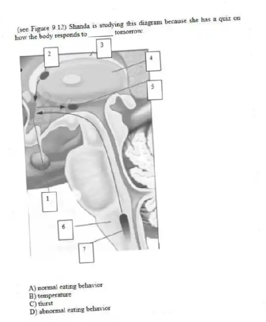 (see Figure 9.12) Shanda is studying this diagram because she has a quiz on how the body responds to _______ tomorrow.
A) normal eating behavior
B) temperature
C) thirst
D) abnormal eating behavior