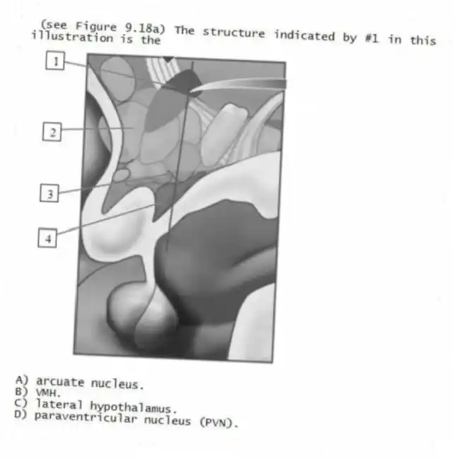 (see Figure 9.18a) The structure indicated by #1 in this illustration is the
A) arcuate nucleus.
B) VMH.
C) lateral hypothalamus.
D) paraventricular nucleus (PV
