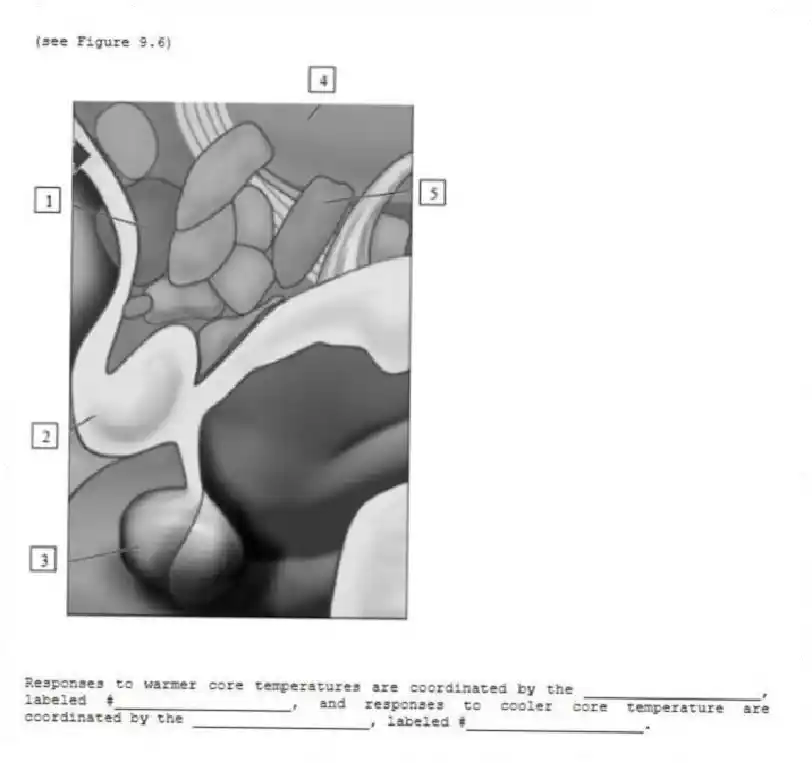 (see Figure 9.6)
-
Responses to warmer core temperatures are coordinated by the ____________________, labeled #____________________, and responses to cooler core temperature are coordinated by the ____________________, labeled #____________________.