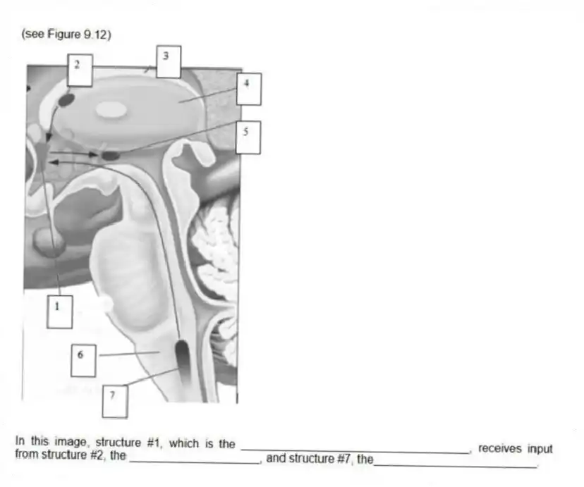 (see Figure 9.12)
-In this image, structure #1, which is the ___________________________________, receives input from structure #2, the ____________________, and structure #7, the_________________________.