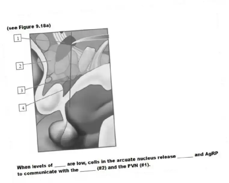 (see Figure 9.18a)
-When levels of _____ are low, cells in the arcuate nucleus release _______ and AgRP to communicate with the _______ (#2) and the PVN (#1).