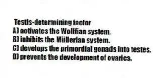 Testis-determining factor
A) activates the Wolffian system.
B) inhibits the Müllerian system.
C) develops the primordial gonads into testes.
D) prevents the development of ovaries.