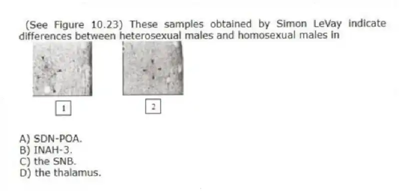 (See Figure 10.23) These samples obtained by Simon LeVay indicate differences between heterosexual males and homosexual males in
A) SDN-POA.
B) INAH-3.
C) the SNB.
D) the thalamus.