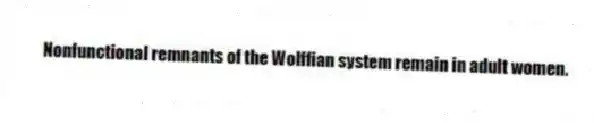 Nonfunctional remnants of the Wolffian system remain in adult women.