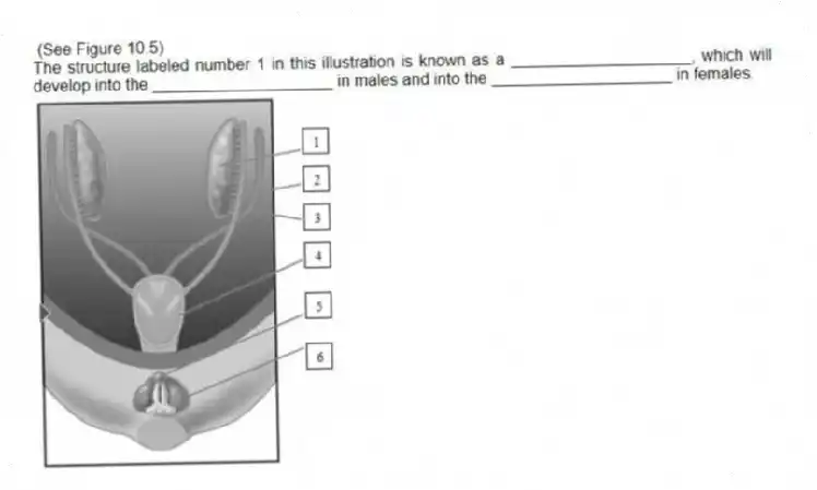 (See Figure 10.5)
The structure labeled number 1 in this illustration is known as a ____________________, which will develop into the ____________________ in males and into the ____________________ in females.