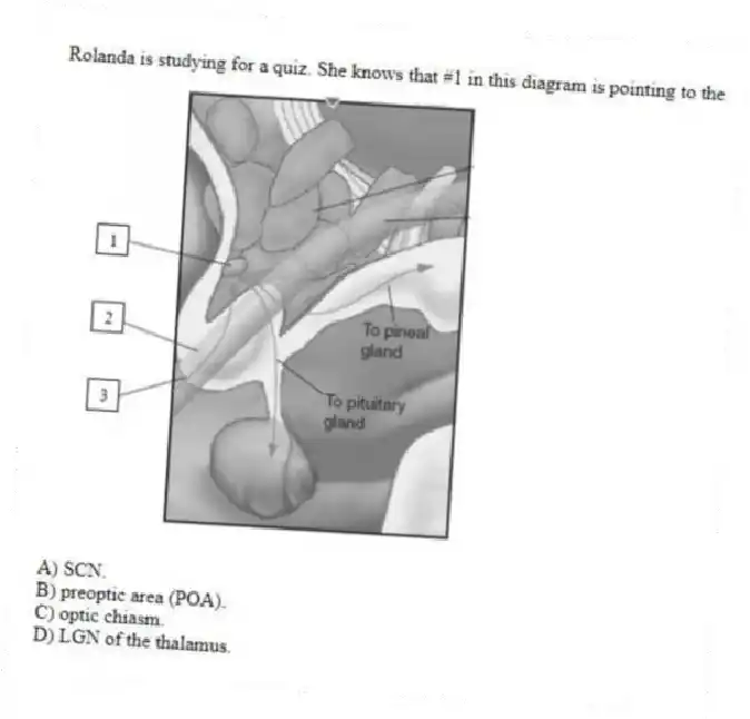 Rolanda is studying for a quiz. She knows that #1 in this diagram is pointing to the

A) SCN.
B) preoptic area (POA). 
C) optic chiasm. 
D) LGN of the thalamus.
